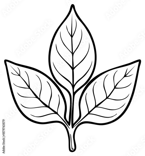 Vector Illustration: Three leaves, black and white outline, isolated botanical foliage, plant for coloring book, art element