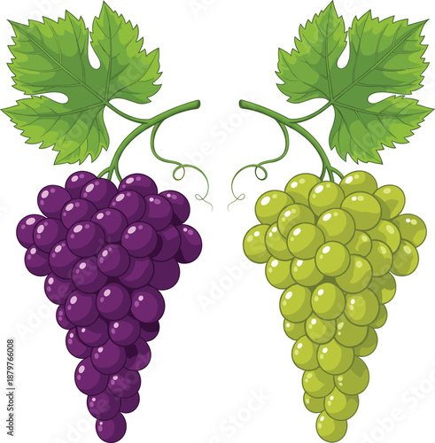 Fresh Purple and Green Grapes Bunches with Leaves Vector IllustrationFresh Purple and Green Grapes Bunches with Leaves Vector Illustration