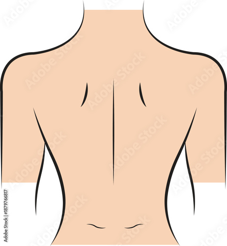 Human upper back view illustration showing spine and shoulder blades outline