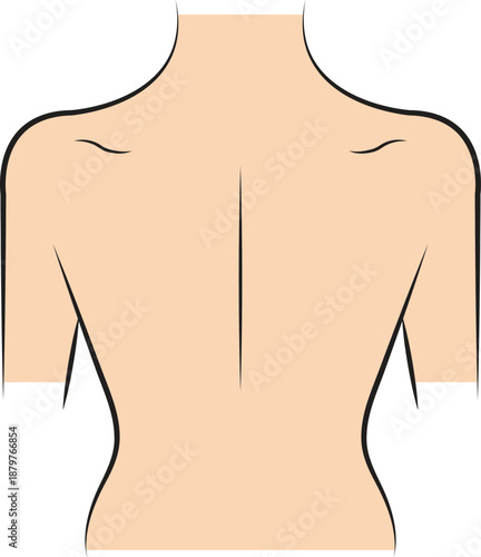 Human upper back view illustration showing spine and shoulder blades outline