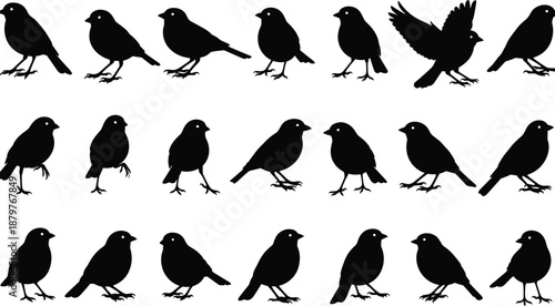 Bird silhouette set showing small songbirds in different poses, standing, walking and flying, for wildlife design, nature graphics, decoration, and stock illustration use