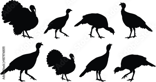 Collection of turkey bird silhouettes in various standing and feeding poses, black farm animal vector illustrations isolated on white background for agriculture and wildlife design use