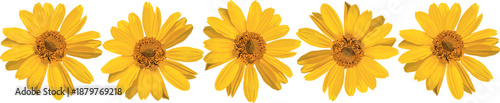 Five yellow flowers. Blooming time. Vector illustration.