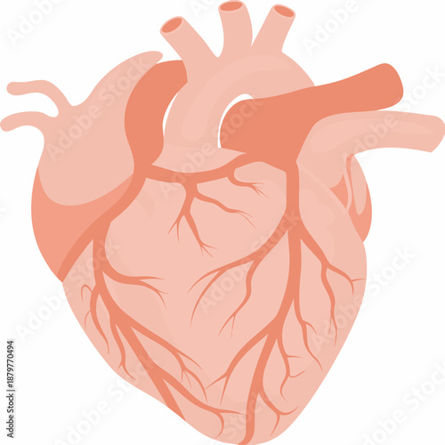 Anatomical illustration of a healthy human heart with visible chambers and vessels