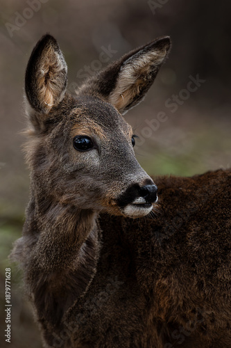 Reh © motivjaegerin1