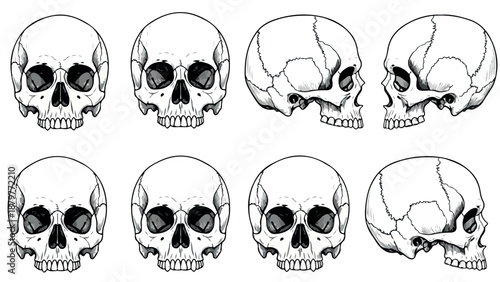 Set of seven detailed black and white skull illustrations in various orientations on a plain white background.