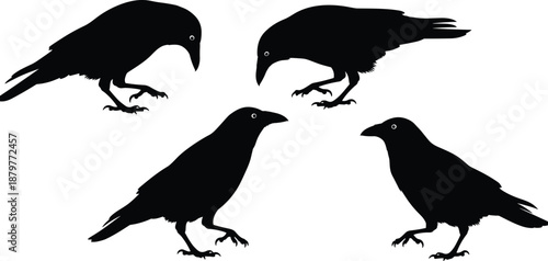 Black crow silhouette collection featuring four different raven poses, isolated on white background, perfect for spooky Halloween designs, gothic art, and nature themed graphic projects