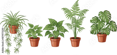 Set of various green indoor houseplant illustrations in terracotta clay pots including monstera fern and spider plant in flat vector style for home garden design
