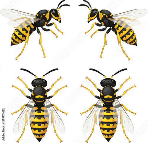 Set of Realistic Yellow Jacket Wasps or Hornets IllustrationSet of Realistic Yellow Jacket Wasps or Hornets Illustration