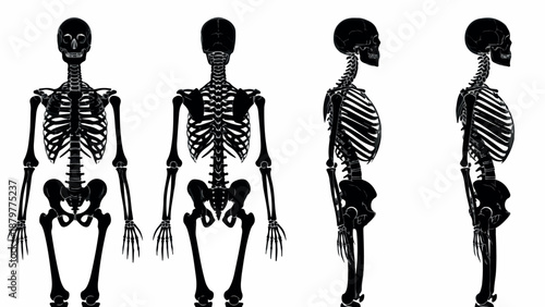 Four black silhouette illustrations of human skeletons in different views on a white background.