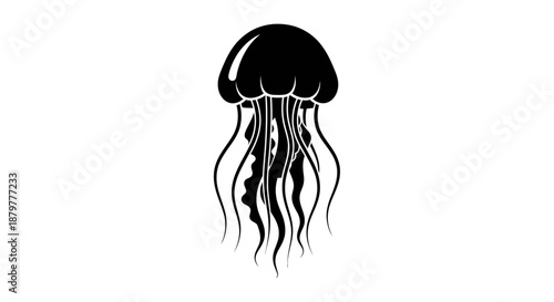jellyfish on white background