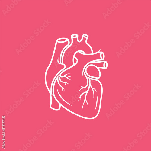 Line drawing of a human heart on a pink background with white outlines and veins.