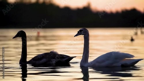 Two swans glide across shimmering water at golden sunset, soft brown and white feathers fluffed, peaceful and elegant against colorful sky