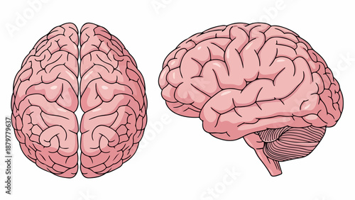 Anatomical illustrations of two pink human brains, one from the front and one from the side, on a white background.