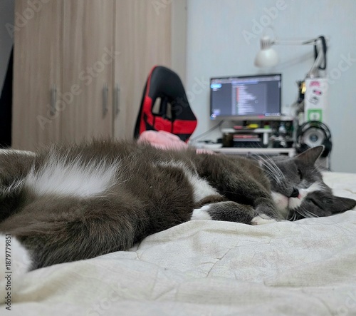 Grey and white cat sleeping on a bed in a cozy room with a computer workspace in the background.