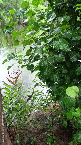 green leaves in the rain 