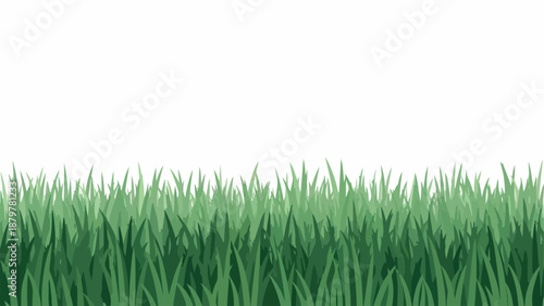 A close-up view of lush green grass against a plain white background with natural lighting.