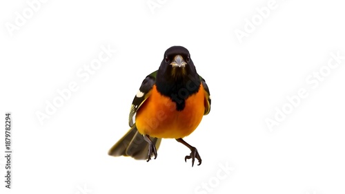 Oriole Bird Front View Full Body Transparency Background