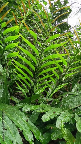 green leaves in the rain