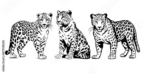 Leopard,  cheetah, jaguar   image in SVG format, vector image of a tiger, black on a transparent background