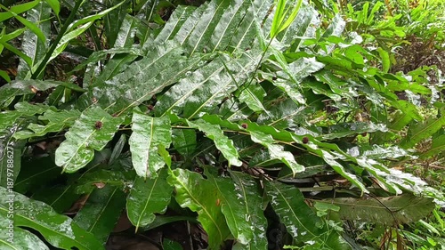 rain drops on a leaf