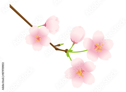 Vector illustration of cherry blossoms blooming on a branch. / 枝に咲いている桜の花のベクターイラスト。