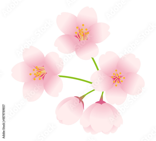 Vector illustration of cherry blossoms and buds./ 桜の花とつぼみのベクターイラスト。