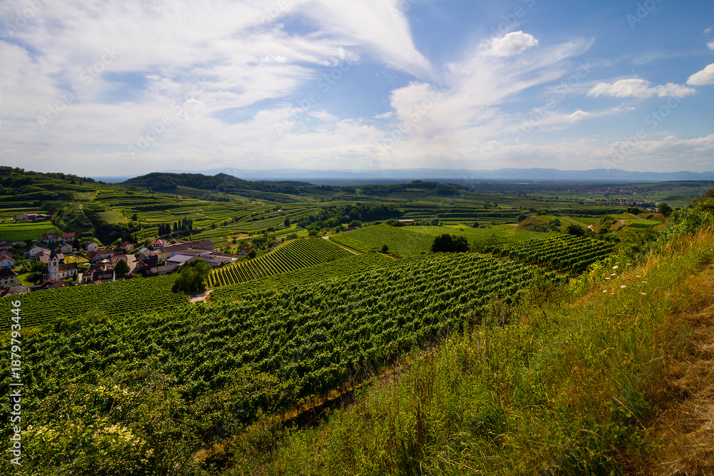 Fototapeta premium Weinberge Reben Ernte Herbst
