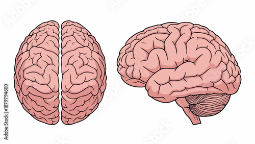 Illustration of a human brain shown from two angles on a white background with detailed pink and red coloring.