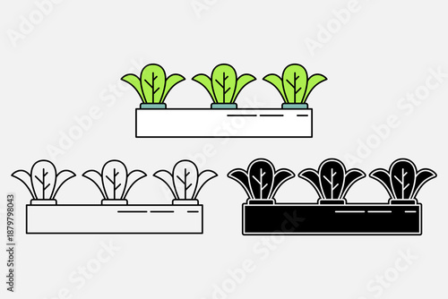 Hydroponic illustration of lettuce in three different styles. Hydroponic vegetables. Agriculture theme. Modern farming, vector illustration.