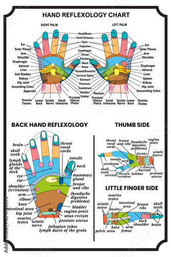 Collection of Hands reflexology chart