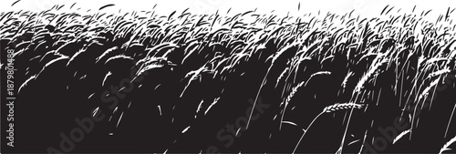 Black and white grass field with sunlight shining through