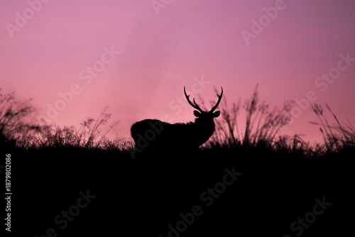 Calmness in the wild: The dark outline of a deer with antlers captured during the golden hour under a colorful dusk sky