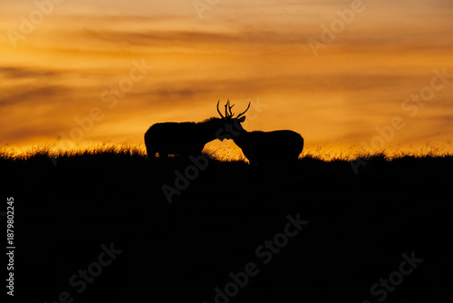 A stunning silhouette of two wild Sambar deer against a vibrant golden sunset sky on a grassy horizon in Sri Lanka, Sambar Deer, Love, Couple, Animal Love,