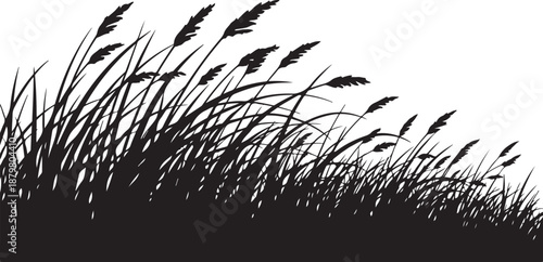 Silhouette of tall grass and plants on white background