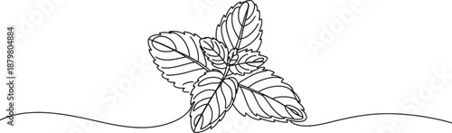 Mint leaves line icon banner, fresh herb organic tea aroma concept minimalist outline design