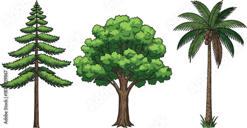 Set of evergreen pine tree, leafy deciduous tree, and tropical palm tree vector illustration isolated on white background