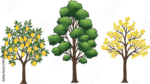 Set of Three Trees Illustration Including Lemon Fruit Tree Evergreen Pine Tree and Yellow Flowering Tree Isolated on White Background