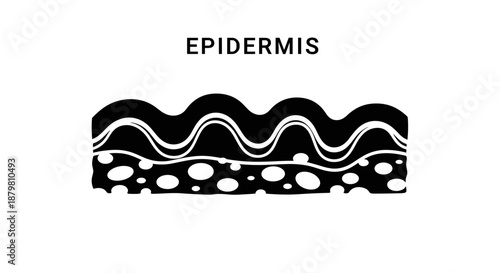 Epidermis Illustration A Detailed View of Skin Layers.