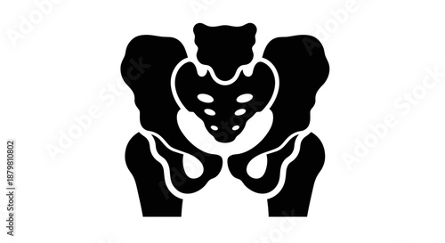 Human Pelvis Bone Anatomy Illustration Medical and Educational Resource.