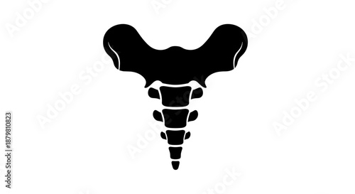 Human Sacrum Bone Anatomy Illustration in Black and White.