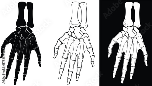 Skeleton Hand Silhouette Vector Illustration, Human Bone Anatomy Graphic, Gothic Skull Art for Halloween, Medical Science Study, Outline and Black Bone Hand Shapes,