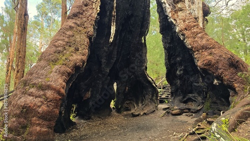Giant Tingle Tree in Walpole-Nornalup National Park, Western Australia