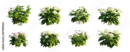 Wild Hydrangea (Smooth Hydrangea, Hydrangea arborescens) Isolated PNG on a Transparent Background Premium Nature Cutout