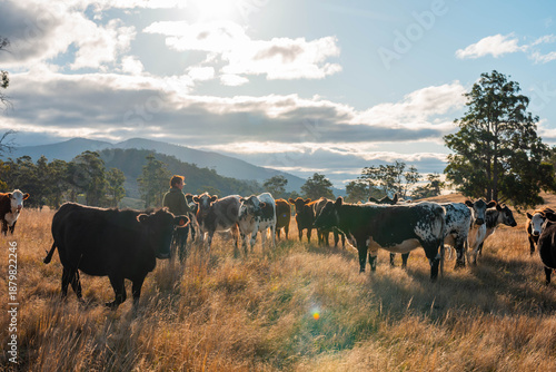Wallpaper Mural regenerative organic farmer, taking soil samples and looking at plant growth in a farm. practicing sustainable agriculture Torontodigital.ca