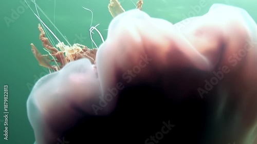 Observe the majestic Cyanea capillata, also known as the lion's mane jellyfish, gracefully pulsating through the frigid waters. Tentacles flow freely in its Arctic habitat.