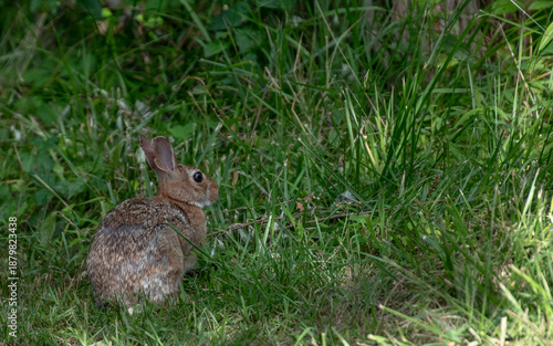 Eastern Cottontail Rabbit