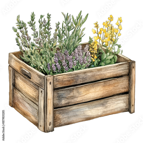 Watercolor Herbs and Lavender in Rustic Wooden Planter Box
