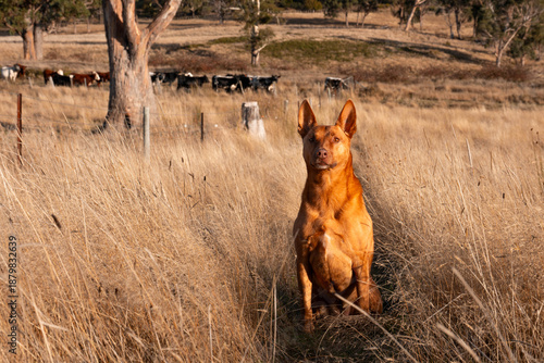 Fotografía farm dog kelpie working on a farm in australia