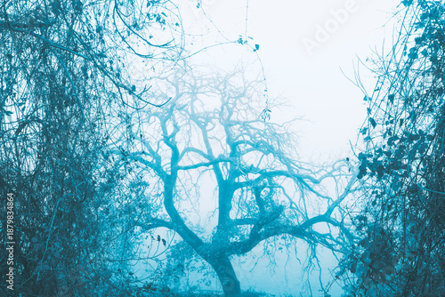 Trees in the fog in winter day